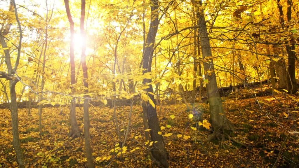 Seward Bluff - Fall